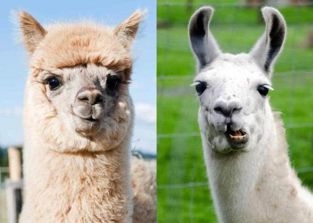 diferença-entre-a-lhama-e-a alpaca