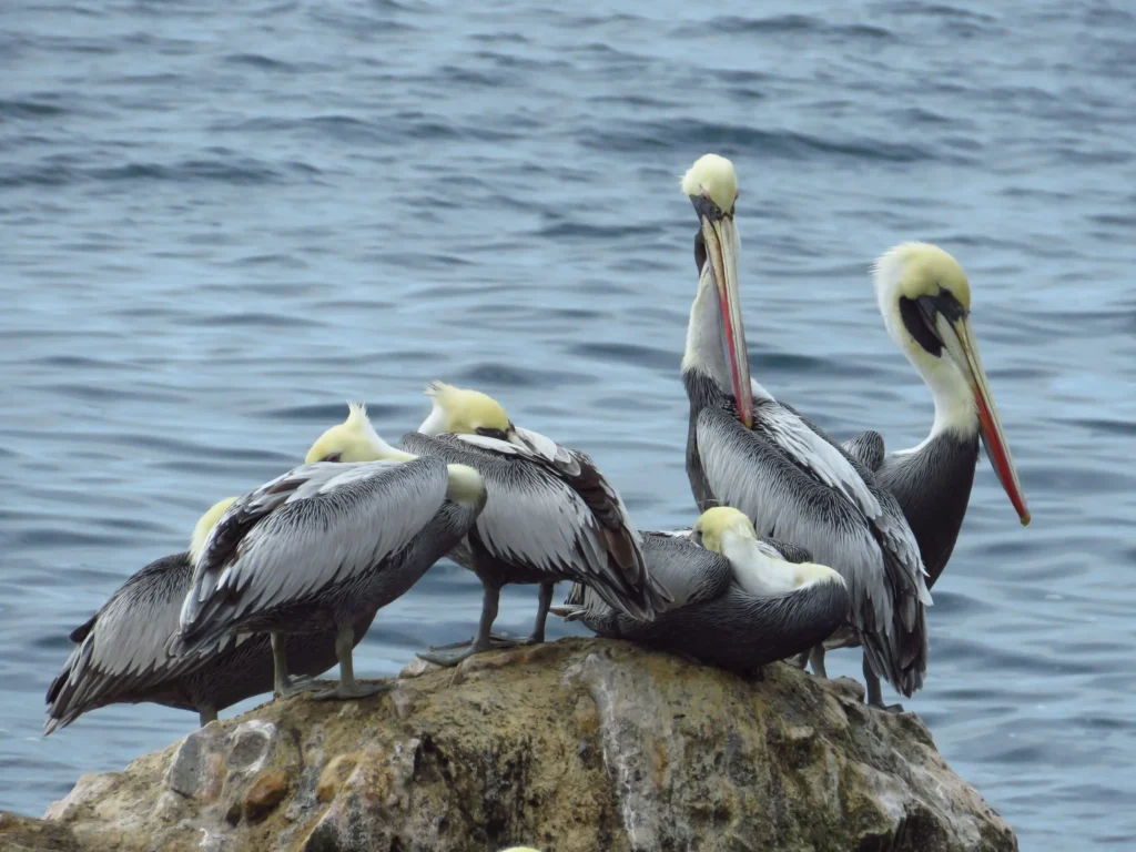 Aves Guaneras