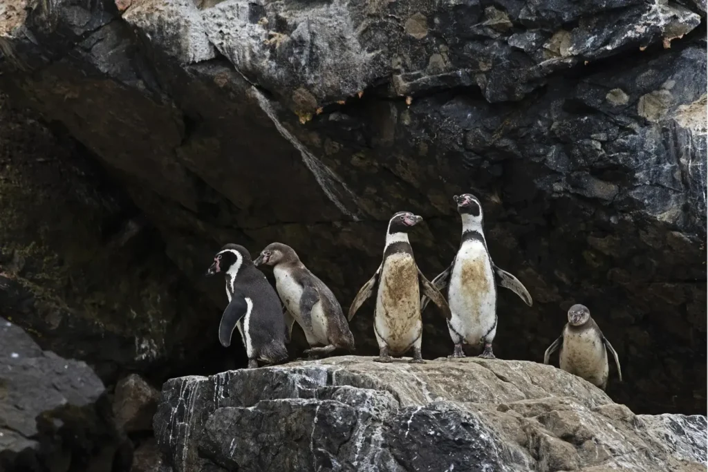 Pinguins-de-Humboldt