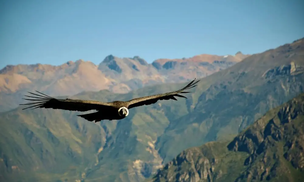 visita-canon-del-colca