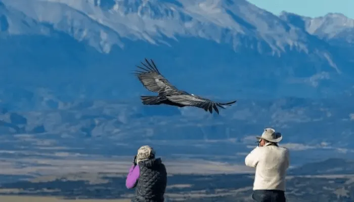 condor-machu-picchu-viagens-peru